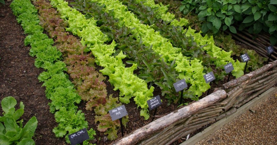 growing lettuce in your garden