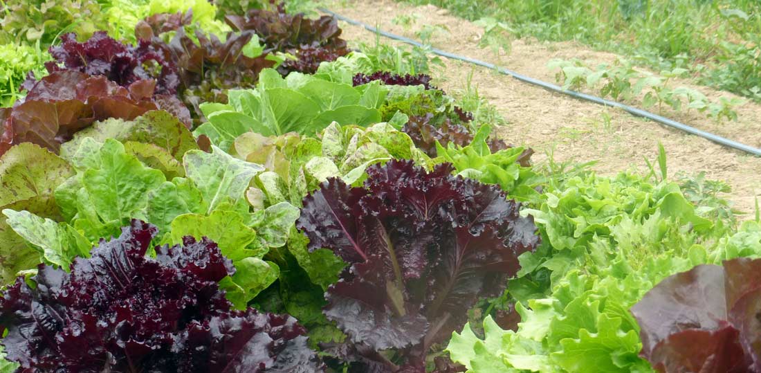 gardening your own lettuce is easy