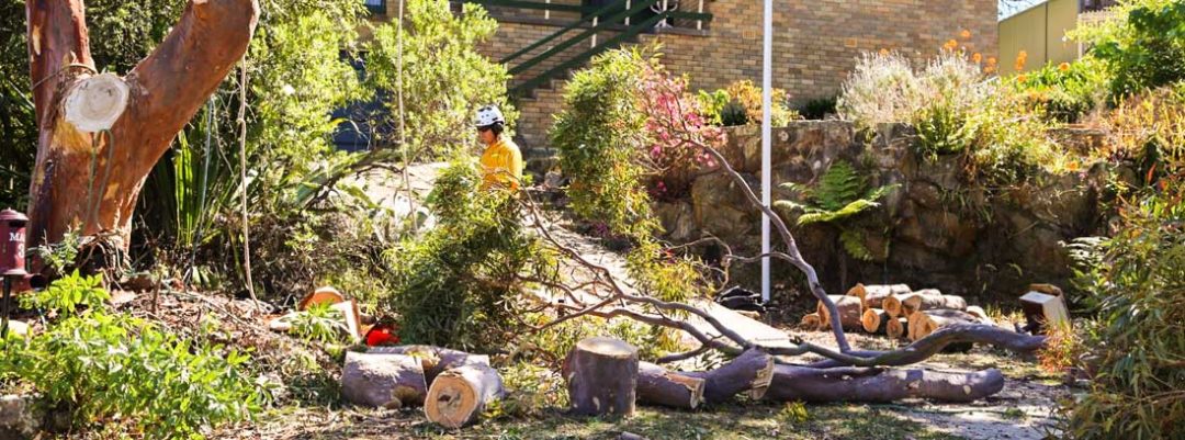tips for hiring tree removal contractors